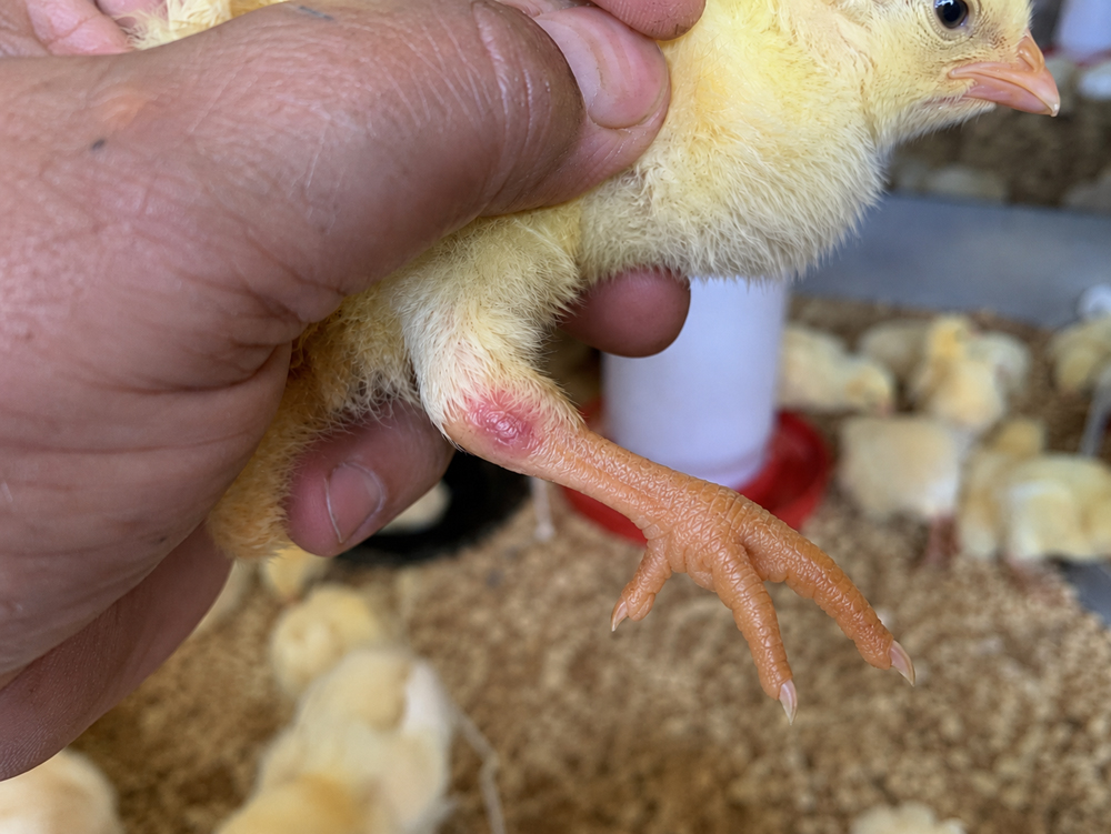 একদিন বয়সী বাচ্চার লাল hock joint বা red hock এর ক্লোজআপ